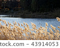 Autumn background, windsurfing on the windy river 43914053