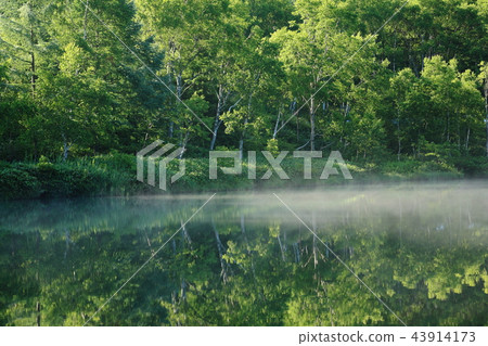 志賀高原Kido池塘在夏天 志賀高原Kido池塘在夏天 43914173