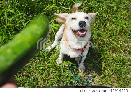 Snack is cucumber Snack is cucumber 43914303