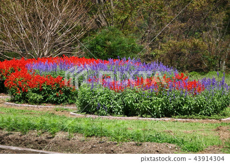 Salvia Salvia 43914304