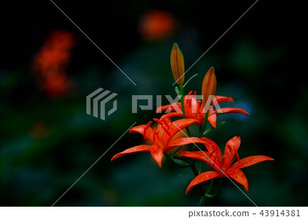 花 43914381