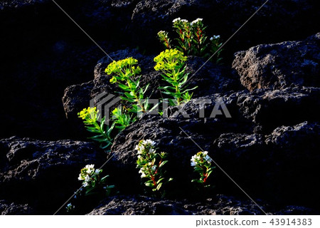 Flower Flower 43914383