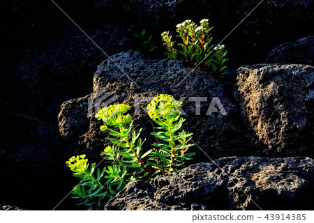 Flower 43914385