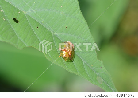 Golden Tortoise Beetle on green leaf Golden Tortoise Beetle on green leaf 43914573