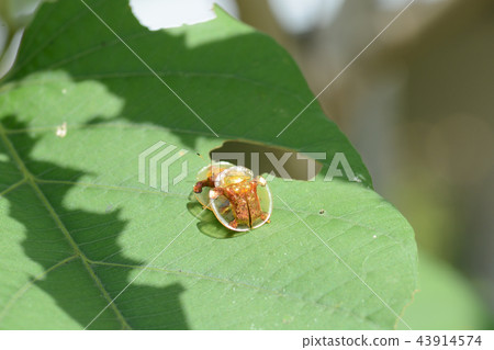 Golden Tortoise Beetle on green leaf 43914574