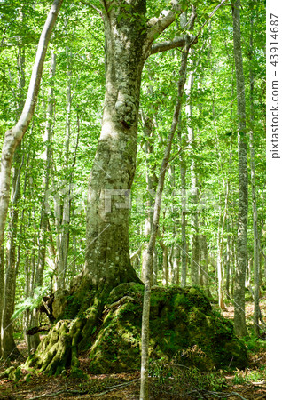 Stone hug beech Shirakami sanchi Akita 43914687