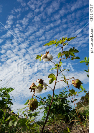 棉花 棉花 43914737