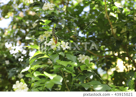 Murraya paniculata, White flower  43915021