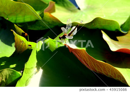 Shojo dragonfly that stops on the leaves of sheep grass Shojo dragonfly that stops on the leaves of sheep grass 43915086