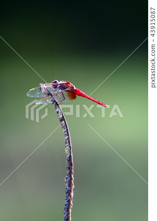 A red dragonfly that stops in the ear of a cattail 43915087
