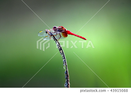 Shojo Tonbo stopping at the ear of a cattail 43915088