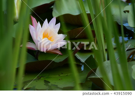 Pink sheep grass 43915090