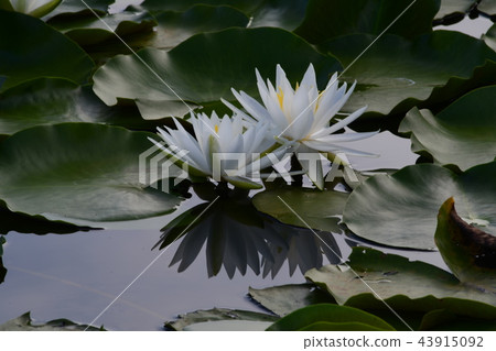 雙輪羊草 43915092