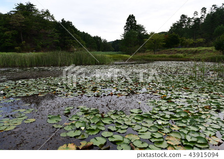 德島池田町黑澤明濕地綿羊草群 43915094