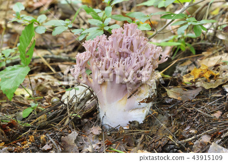 Usu Murasaki boracata Usu Murasaki boracata 43915109