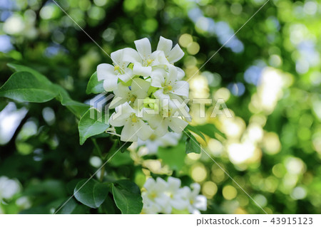 Murraya paniculata, White flower  43915123