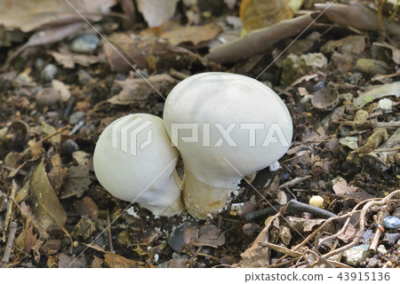 Kihokoritake Kihokoritake 43915136