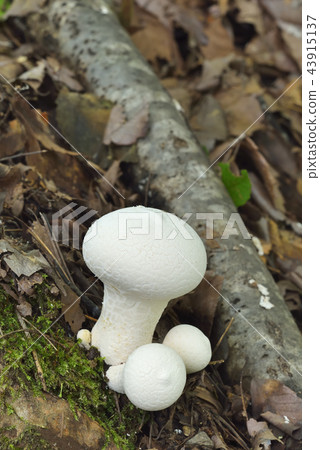 Kihokoritake Kihokoritake 43915137