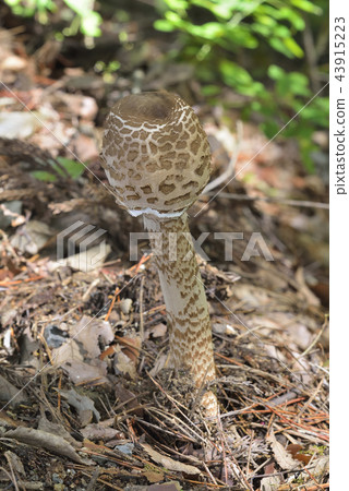 Karakasatake 43915223