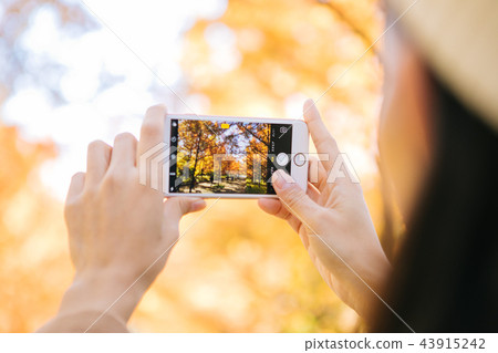 拍攝與智能手機的女性手秋葉 拍攝與智能手機的女性手秋葉 43915242