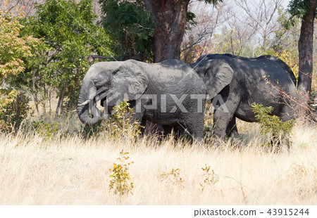 African elephant (Loxodonta africana) African elephant (Loxodonta africana) 43915244