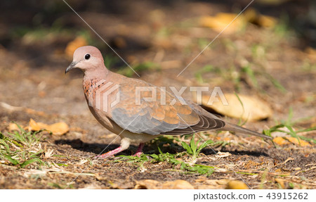 Laughing Dove (Spilopelia senegalensis) 43915262