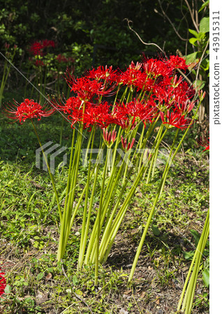 Sayama hills in autumn Manjushage 43915311