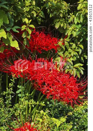 Sayama hills in autumn Manjushage 43915312