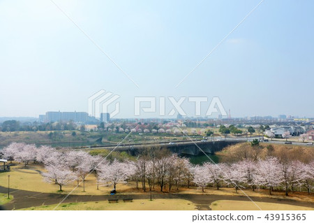 公園與春天的城市景觀和櫻花 公園與春天的城市景觀和櫻花 43915365