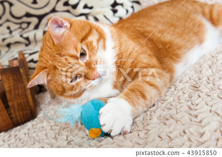 cat playing with toy mouse cat playing with toy mouse 43915850