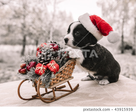 corgi puppy in santa hat corgi puppy in santa hat 43915939