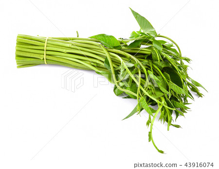 Swamp Morning Glory on white background 43916074