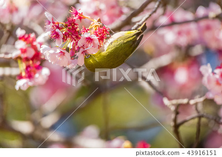 Cherry blossom viewer 43916151