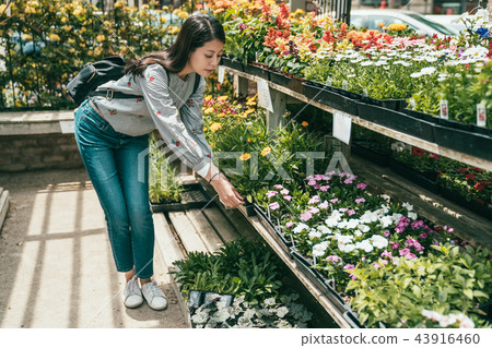 woman bending and choosing flowers in florist 43916460
