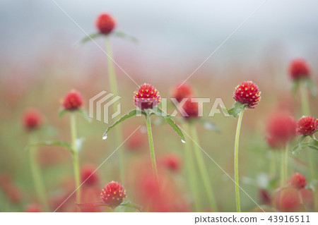 Photo of Chungil Hong 43916511