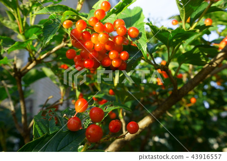 autumn, september, red Viburnum Berries 43916557