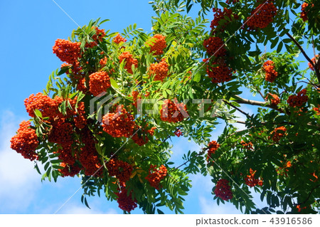 Red berries of mountain ash Red berries of mountain ash 43916586