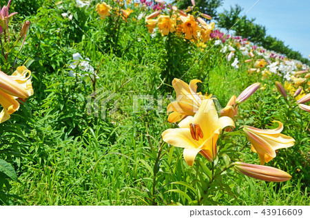 Landscape of Osaka Bay where lily flowers bloom 43916609