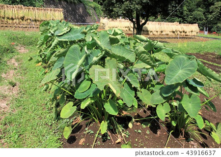 芋頭田 芋頭田 43916637