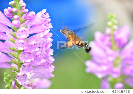 Hanatoranoo和Hoshi Hojak(星蜜蜂) Hanatoranoo和Hoshi Hojak(星蜜蜂) 43916758