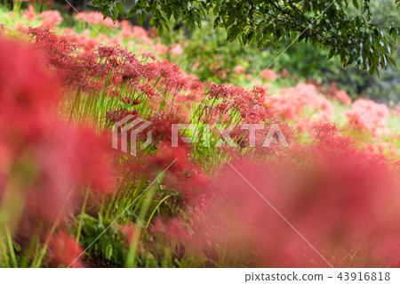 Amphibious flower of rain 43916818
