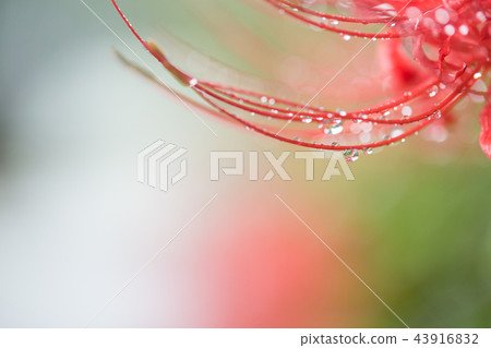 雨兩棲花 43916832