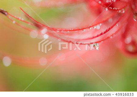 Amphibious flower of rain 43916833