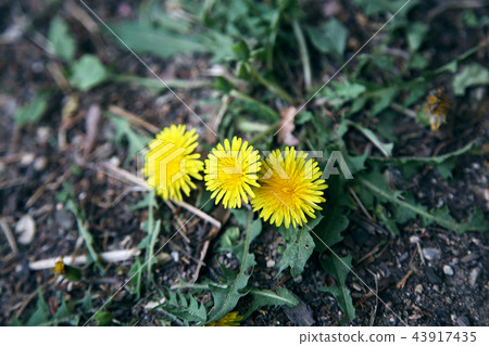 杜鵑花和春天 43917435