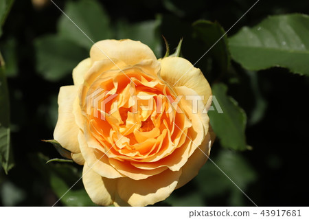 玫瑰 玫瑰 43917681