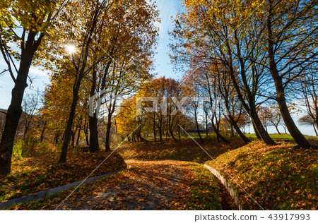 Autumn maple trees in park Autumn maple trees in park 43917993