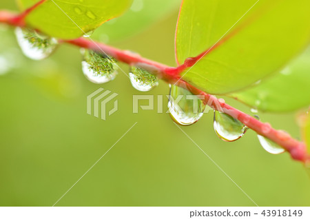Leaves and drops Leaves and drops 43918149
