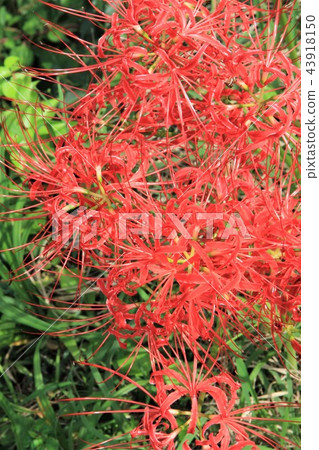 Isehara City Hyuga Yakushi Hitoshi Flower 43918150