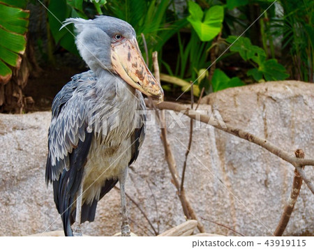 鯨頭鸛 鯨頭鸛 43919115