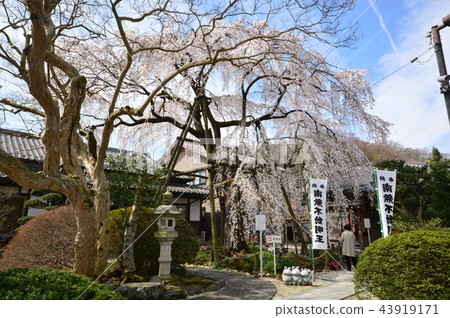 Cherry blossoms of Hachioji Samma Daikoji 43919171